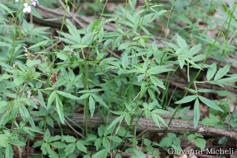 Cardamine bulbifera (Brassicaceae)